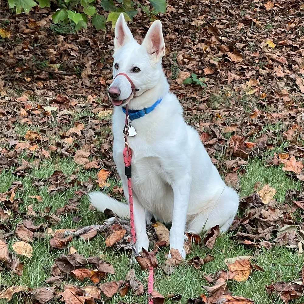 LOOKING FOR SALES! - Picture 2 of 5